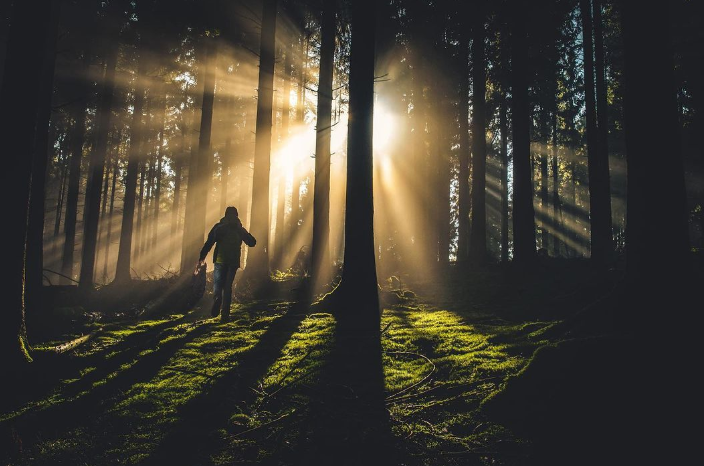 Bilde av en person som går i en skog med solglimt mellom trærne.